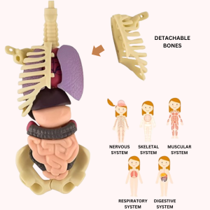 science experiment model