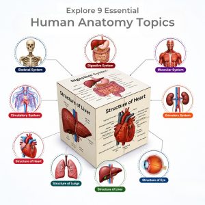 anatomy study cube