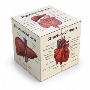 anatomy cube
